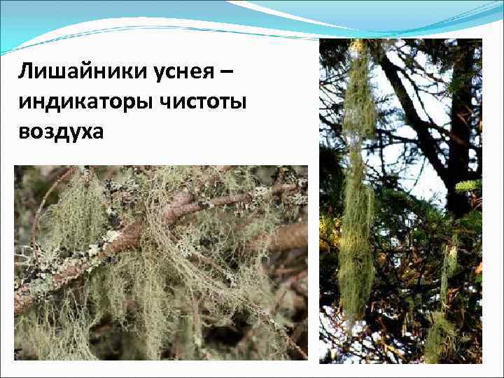 Лишайники уснея – индикаторы чистоты воздуха 