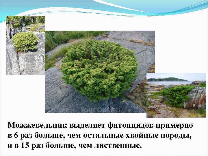 Можжевельник выделяет фитонцидов примерно в 6 раз больше, чем остальные хвойные породы, и в