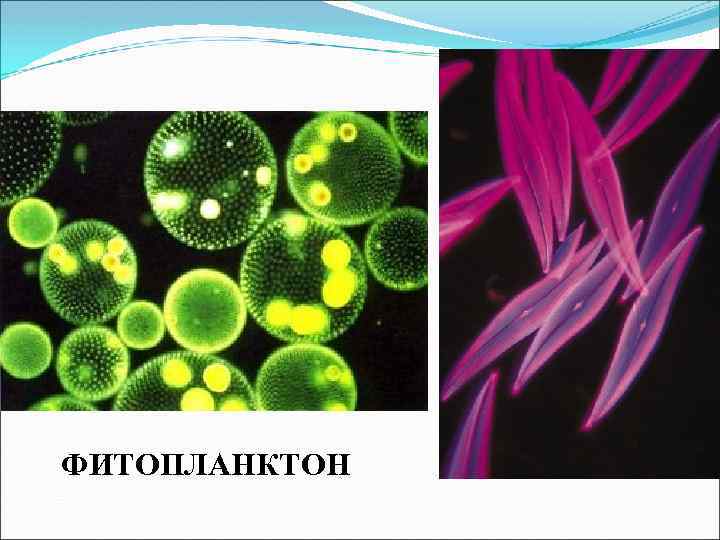 ФИТОПЛАНКТОН 