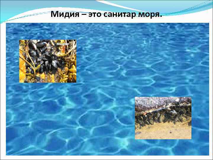 Мидия – это санитар моря. 