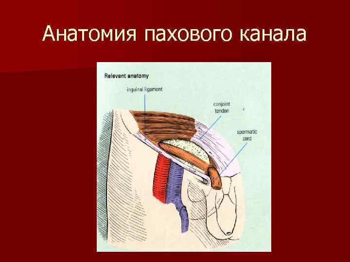 Анатомия пахового канала 