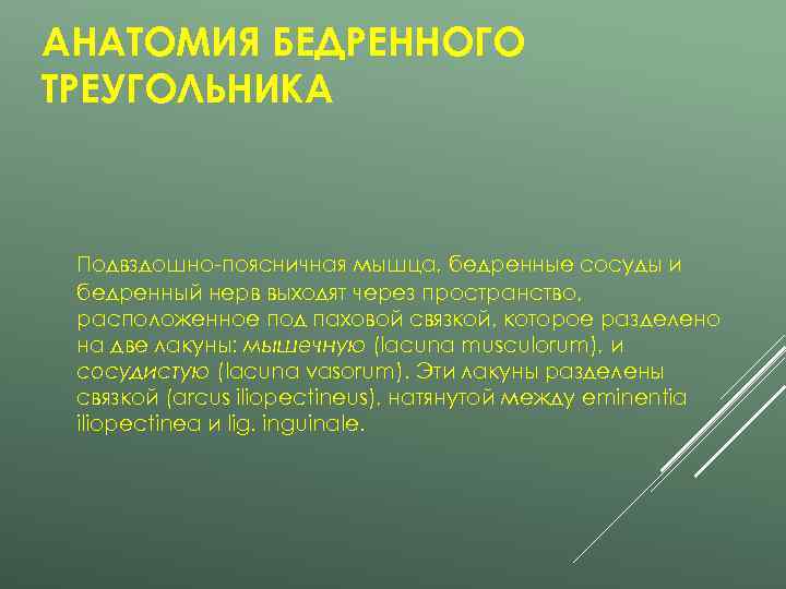 АНАТОМИЯ БЕДРЕННОГО ТРЕУГОЛЬНИКА Подвздошно-поясничная мышца, бедренные сосуды и бедренный нерв выходят через пространство, 