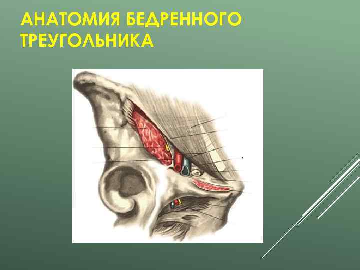 АНАТОМИЯ БЕДРЕННОГО ТРЕУГОЛЬНИКА 