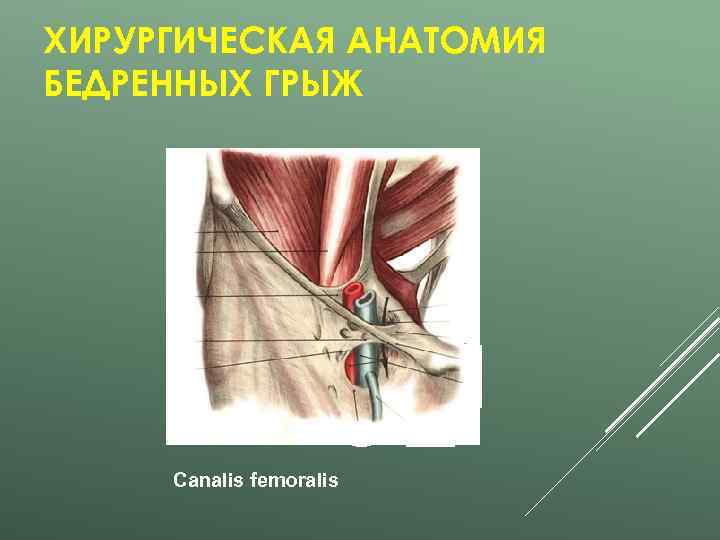 ХИРУРГИЧЕСКАЯ АНАТОМИЯ БЕДРЕННЫХ ГРЫЖ   Canalis femoralis 