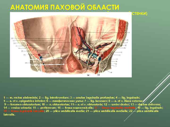   АНАТОМИЯ ПАХОВОЙ ОБЛАСТИ (ЗАДНЯЯ ПОВЕРХНОСТЬ НИЖНЕГО ОТДЕЛА ПЕРЕДНЕЙ БРЮШНОЙ СТЕНКИ)  