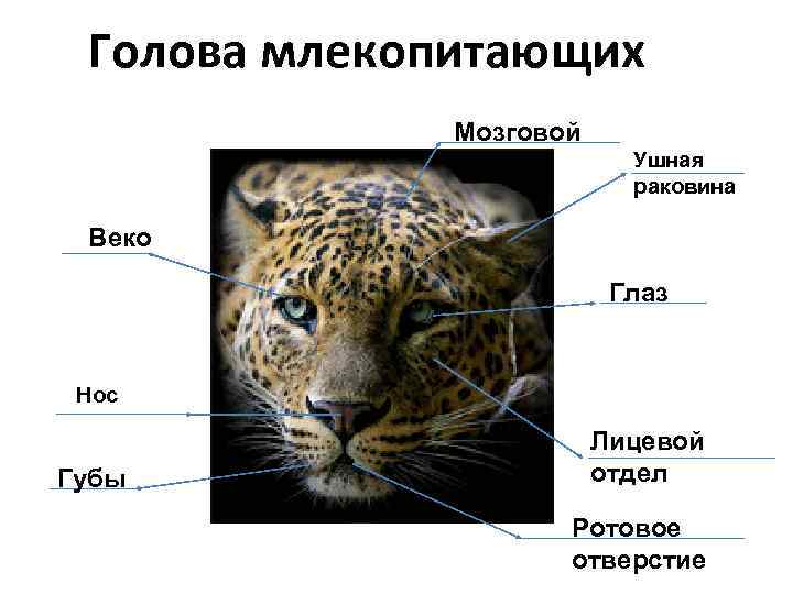 Голова млекопитающих    Мозговой    отдел  Ушная 