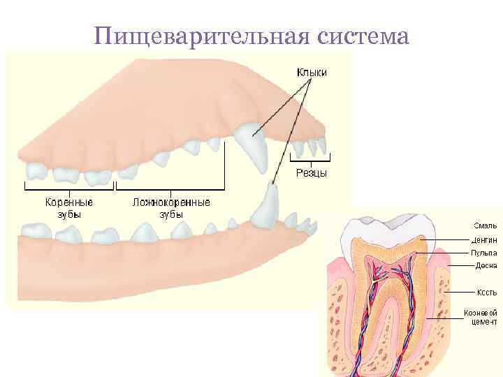 Пищеварительная система 