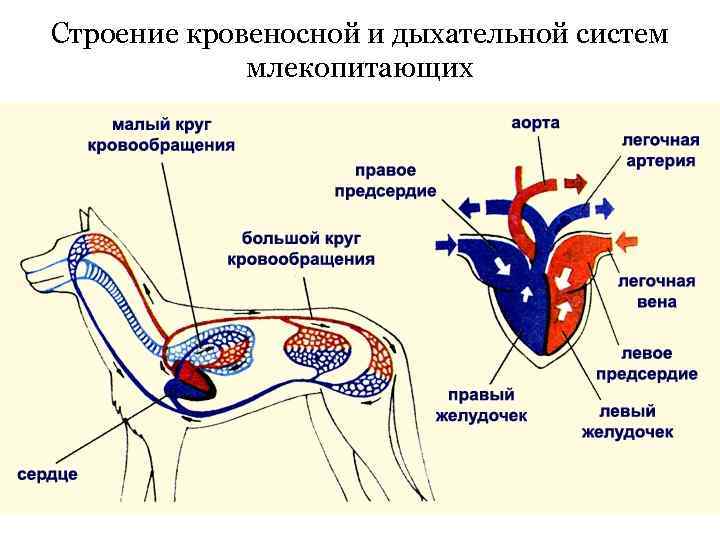 Строение кровеносной и дыхательной систем   млекопитающих 