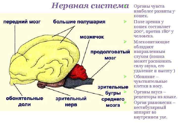 Нервная система    Ø  Органы чувств    наиболее развиты