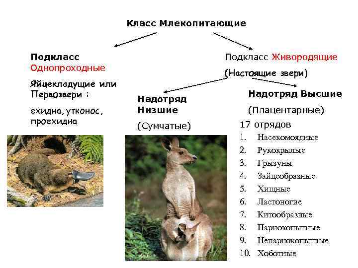     Класс Млекопитающие  Подкласс     Подкласс Живородящие