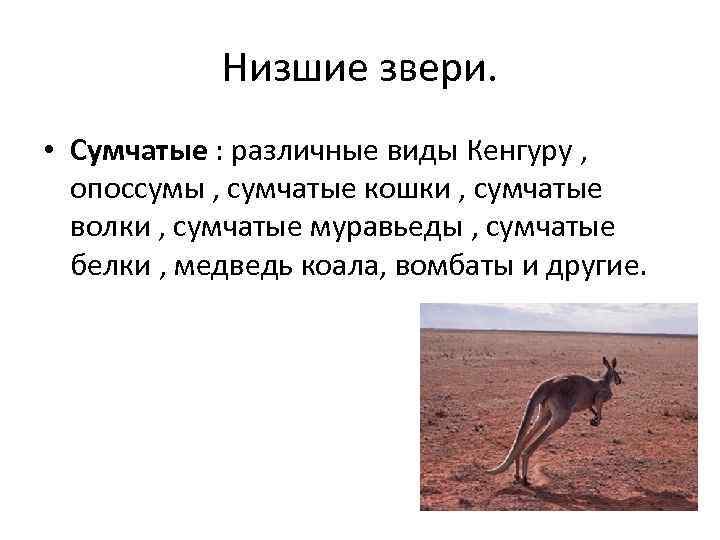   Низшие звери.  • Сумчатые : различные виды Кенгуру , опоссумы ,