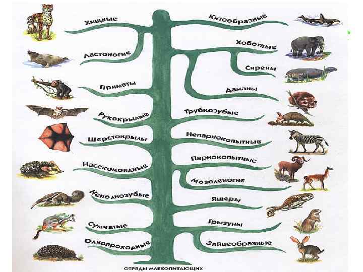 Классификация млекопитающих 