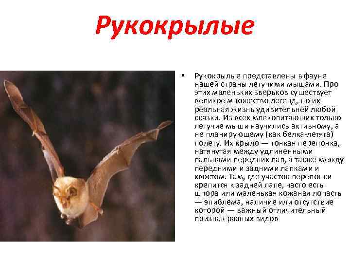 Рукокрылые  •  Рукокрылые представлены в фауне  нашей страны летучими мышами. Про