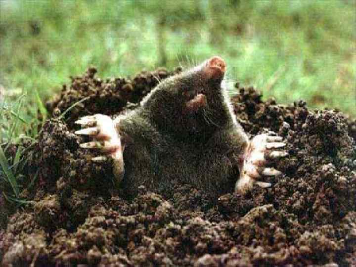 Подземные млекопитающие 