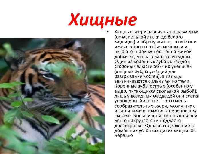 Хищные •  Хищные звери различны по размерам   (от маленькой ласки до