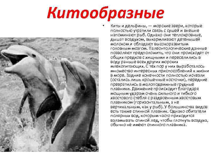 Китообразные  •  Киты и дельфины, — морские звери, которые  полностью утратили