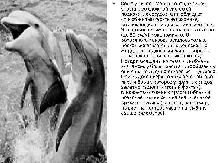  •  Кожа у китообразных голая, гладкая,  упругая, со сложной системой подкожных