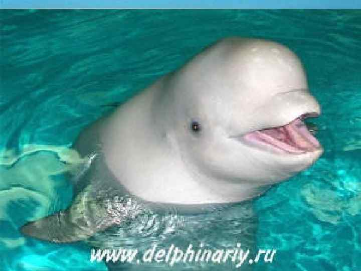Водные млекопитающие 