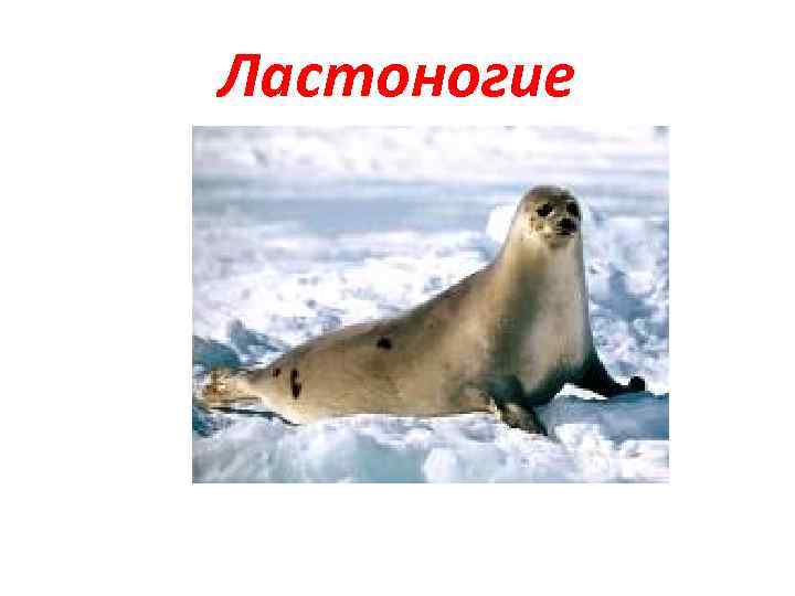 Ластоногие 