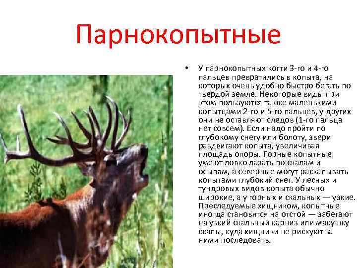 Парнокопытные  •  У парнокопытных когти 3 -го и 4 -го  пальцев