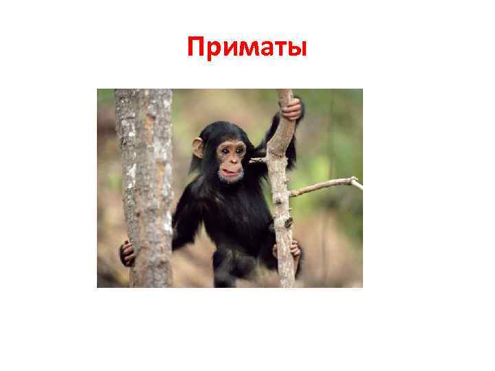 Приматы 