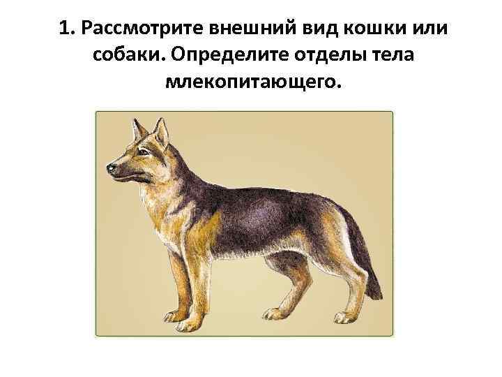 1. Рассмотрите внешний вид кошки или собаки. Определите отделы тела   млекопитающего. 