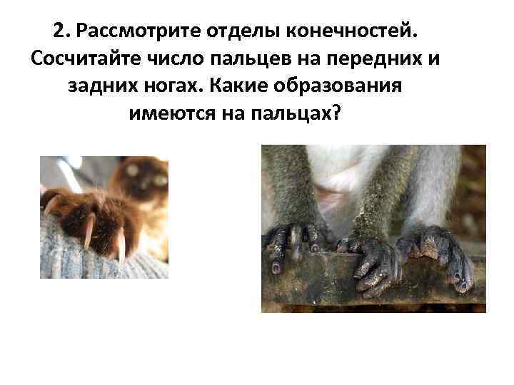  2. Рассмотрите отделы конечностей.  Сосчитайте число пальцев на передних и задних ногах.