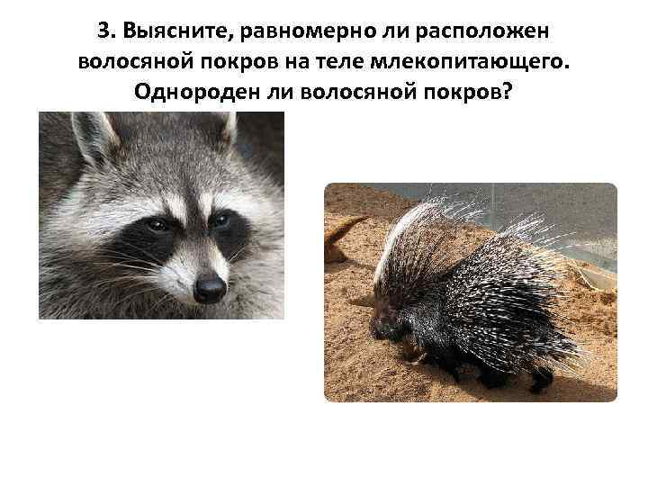  3. Выясните, равномерно ли расположен волосяной покров на теле млекопитающего.   Однороден