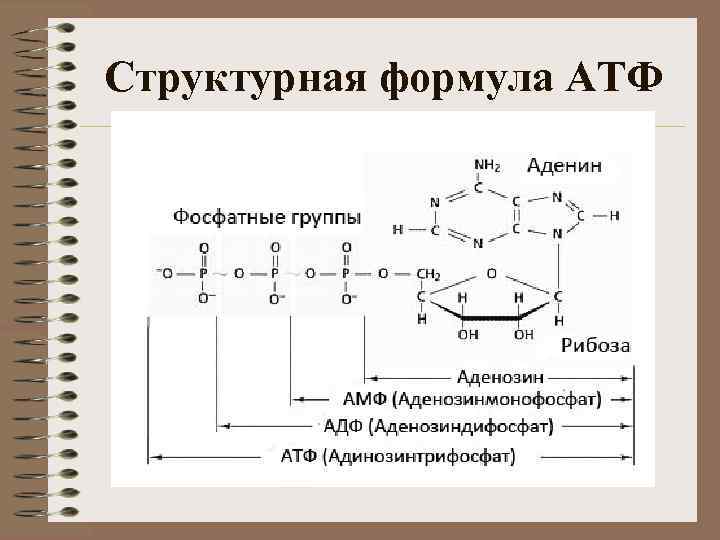 Структурная формула АТФ 