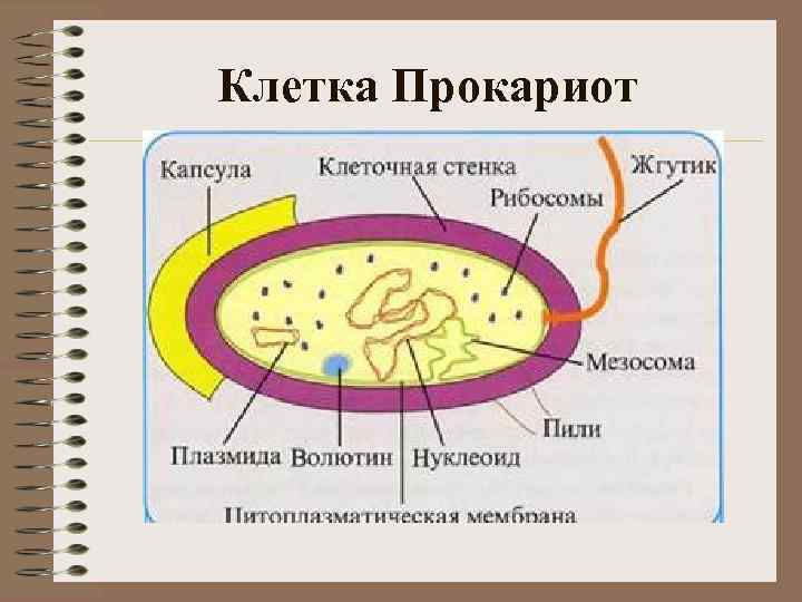 Картинки на тему химический состав клетки