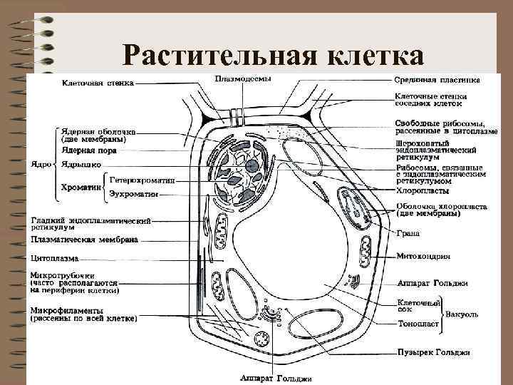 Растительная клетка 