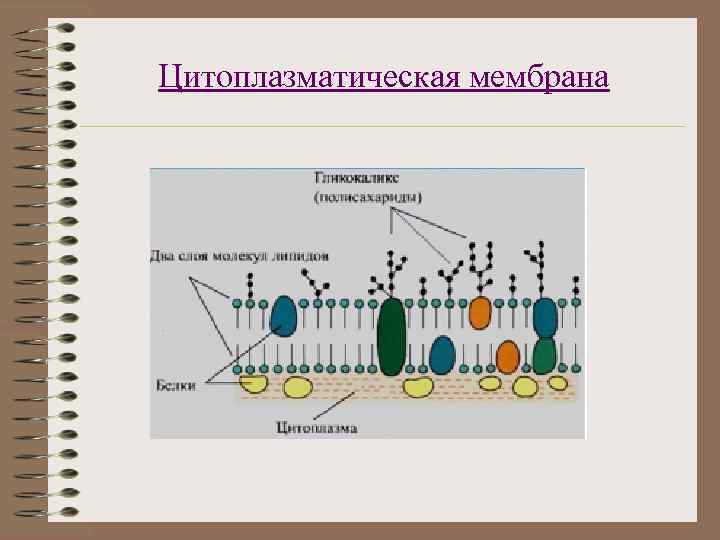 Цитоплазматическая мембрана 