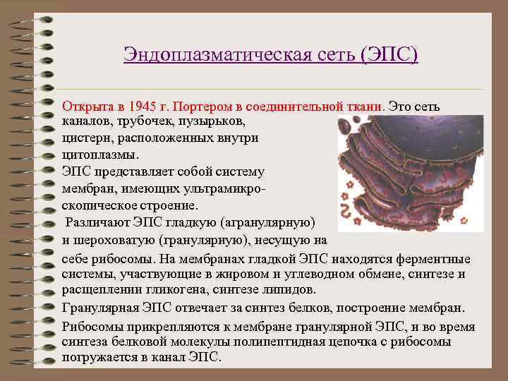    Эндоплазматическая сеть (ЭПС) Открыта в 1945 г. Портером в соединительной ткани.