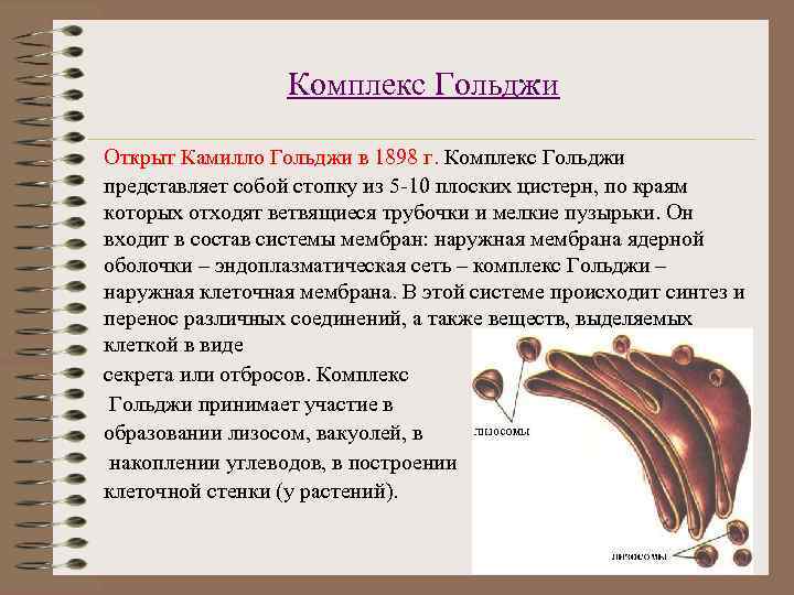    Комплекс Гольджи Открыт Камилло Гольджи в 1898 г. Комплекс Гольджи представляет