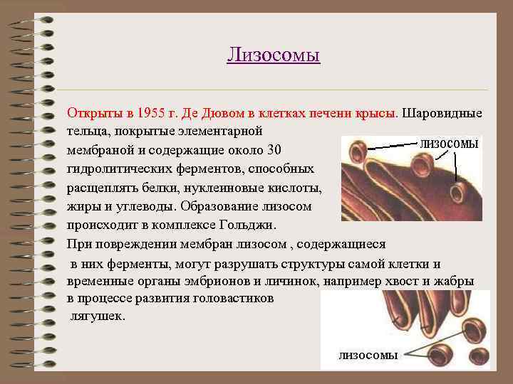     Лизосомы Открыты в 1955 г. Де Дювом в клетках печени