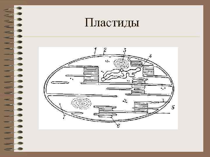 Пластиды 