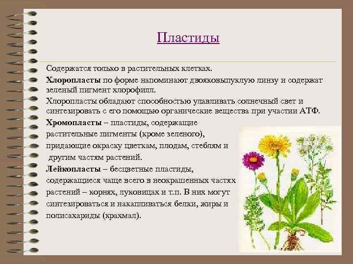      Пластиды Содержатся только в растительных клетках. Хлоропласты по форме