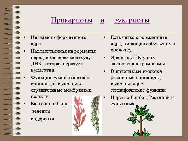    Прокариоты   и  эукариоты  • Не имеют оформленного