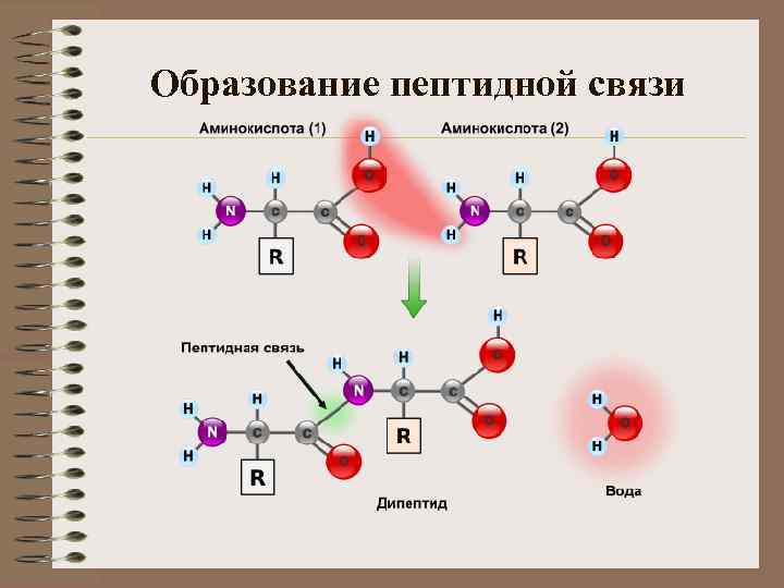 Образование пептидной связи 