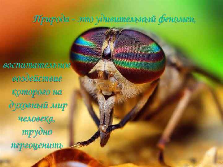 Природа - это удивительный феномен, воспитательное воздействие которого на духовный мир человека, трудно переоценить