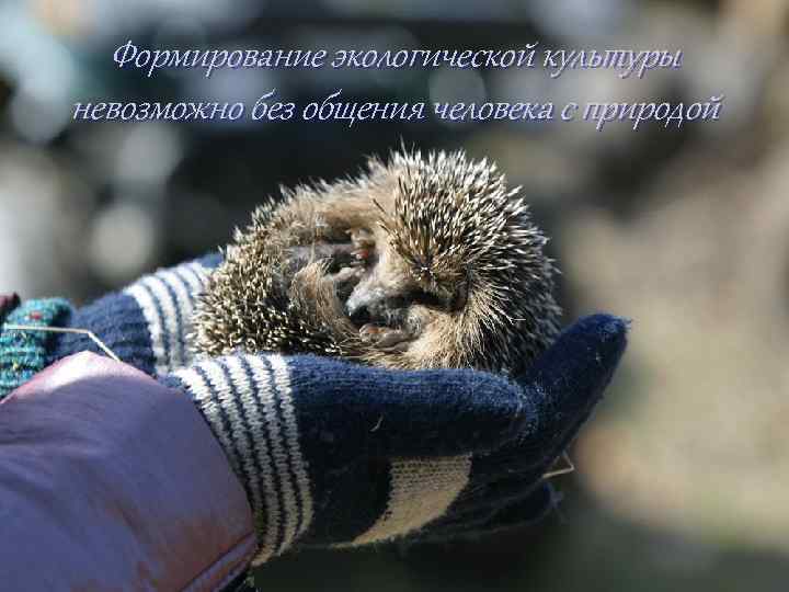 Формирование экологической культуры невозможно без общения человека с природой 