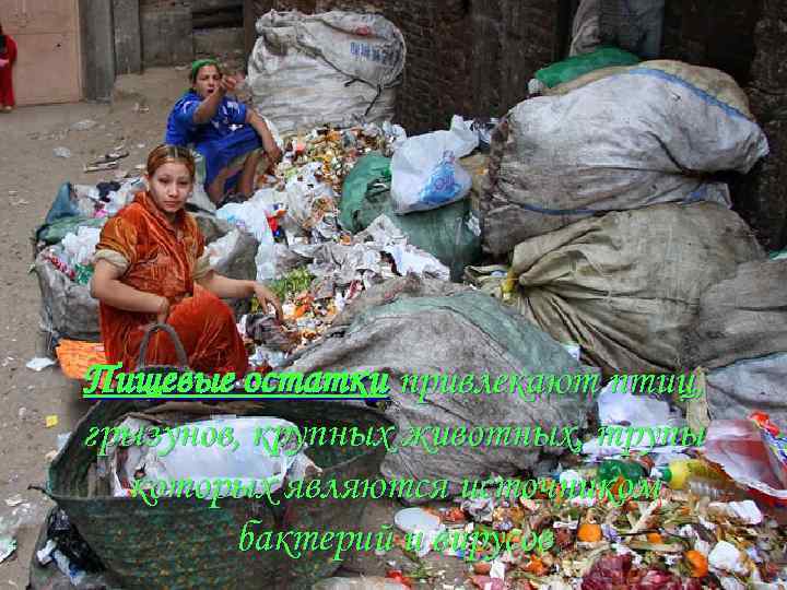 Пищевые остатки привлекают птиц, грызунов, крупных животных, трупы которых являются источником бактерий и вирусов