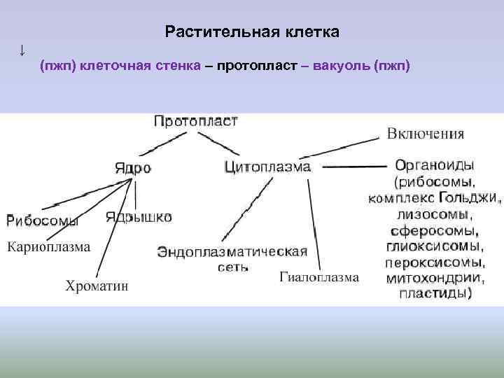 Растительная клетка ↓ (пжп) клеточная стенка – протопласт Растительная клетка ↓ (пжп) клеточная стенка – протопласт