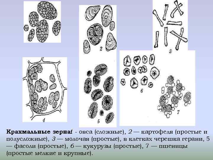 Строение клетки картофеля