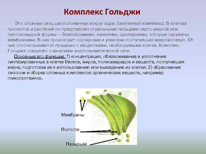 Комплекс Гольджи Это сложная сеть, расположенная вокруг ядра (сетчатый комплекс). Комплекс Гольджи Это сложная сеть, расположенная вокруг ядра (сетчатый комплекс).