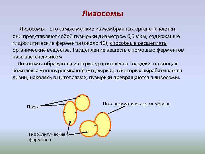 Последовательность образования лизосом. Лизосомы у растений. Схема образования лизосом. Лизосомы строение. Образование лизосом.