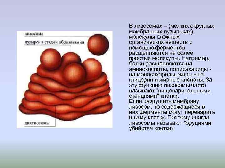 В лизосомах происходит