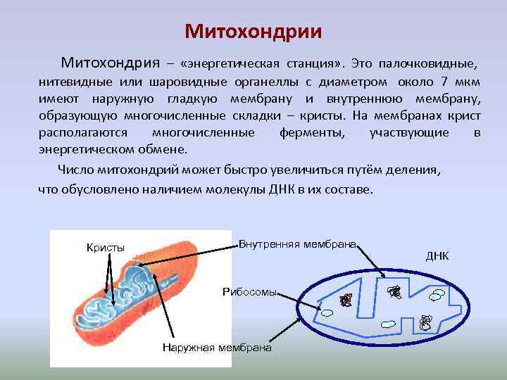 Митохондрии Митохондрия – «энергетическая станция» . Это палочковидные, нитевидные Митохондрии Митохондрия – «энергетическая станция» . Это палочковидные, нитевидные