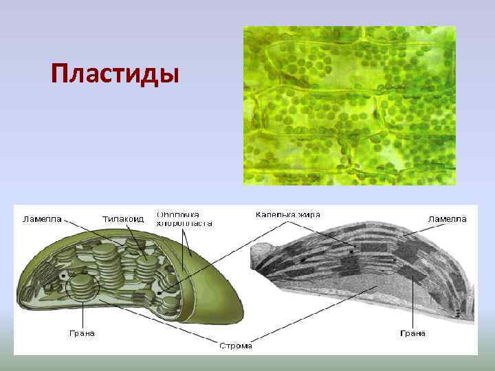 Пластиды в клетках растений. Тилакоиды пластид это. Ламелла тилакоид Грана. Пластиды в клетках корня. Складки в пластидах.