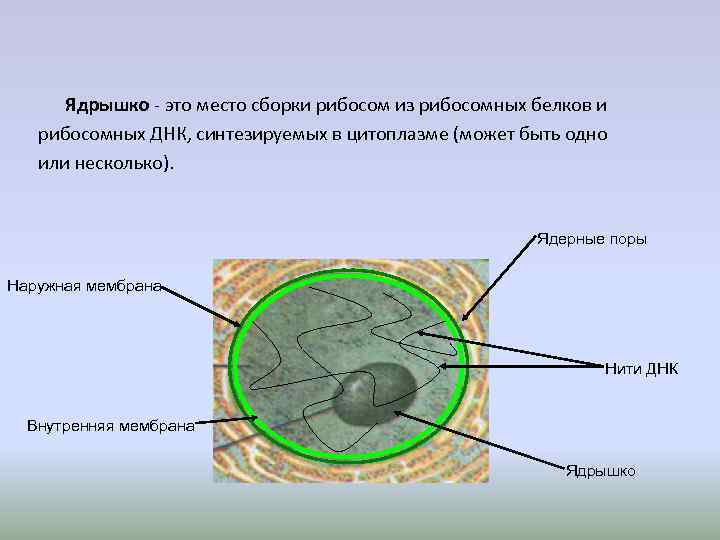 Ядрышко это. Ядрышки это место сборки рибосом. Рибосомы в ядрышке. Формирование ядрышка. Ядрышка формирование рибосом.